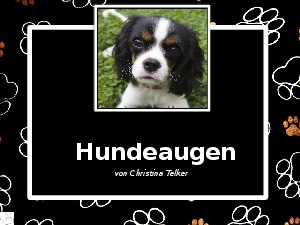 Hundeaugen