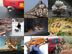 klicke hier, um die Datei herunterzuladen Photos surprenantes