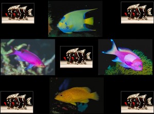 klicke hier, um die Datei herunterzuladen The Colorful World of Animals