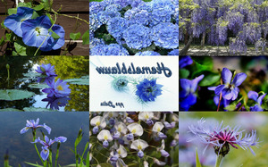 klicke hier, um die Datei herunterzuladen Himmelblaue Blüten