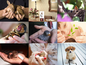 klicke hier, um die Datei herunterzuladen unglaublich liebe Tierbabys
