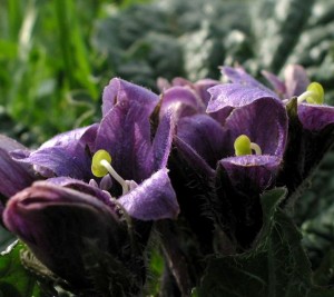 Purple Israeli Flowers
