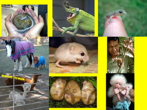 klicke hier, um die Datei herunterzuladen Herzige Tierbabys
