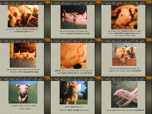 klicke hier, um die Datei herunterzuladen cm Gluecks-Schwein
