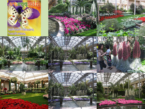 klicke hier, um die Datei herunterzuladen Gradina botanica Longwood