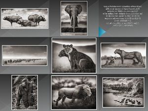 wirklich tolle Tierbilder in schwarz/wei von Nick Brandt