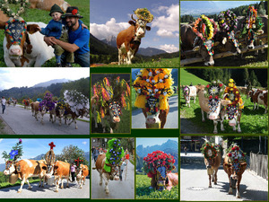 Almabtrieb in Tirol 2013