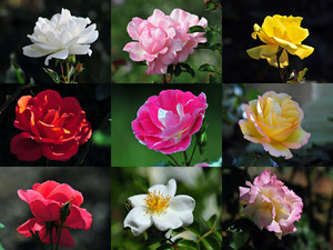 klicke hier, um die Datei herunterzuladen Tolle Bilder von Rosen