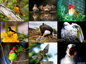 klicke hier, um die Datei herunterzuladen for bird lovers