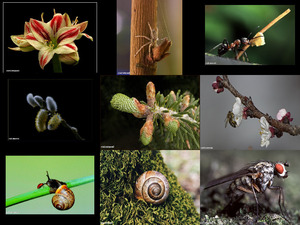 Nature in Makro