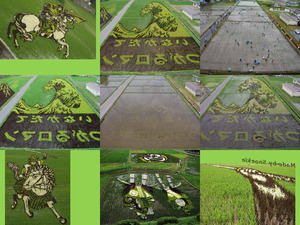 Bilder auf Chinas Reisfeldern