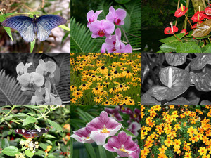 Orchideen und Schmetterlinge