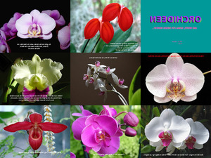 Orchideen und Gedanken