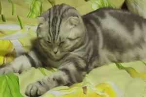 extrem-muede-katze
