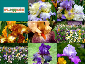 klicke hier, um die Datei herunterzuladen Iris