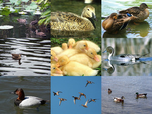 klicke hier, um die Datei herunterzuladen Schöne Aufnahmen von Enten