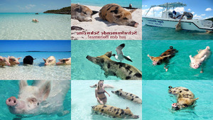 Bahama Schweine im Meer E