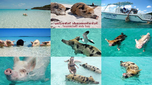 klicke hier, um die Datei herunterzuladen Bahama Schweine im Meer E
