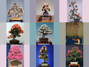 klicke hier, um die Datei herunterzuladen BONSAI