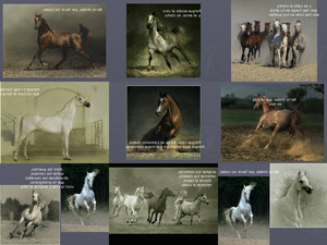 klicke hier, um die Datei herunterzuladen CABALLOS que belleza