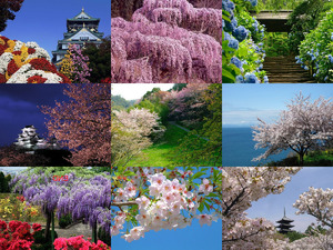 klicke hier, um die Datei herunterzuladen voll erblueht japan