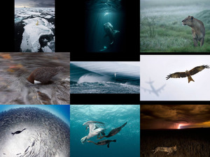 Veolia Environnement Wildlife Photographer of the Year 2012