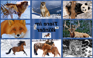 klicke hier, um die Datei herunterzuladen Tiere im Winter