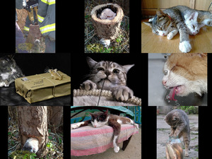 klicke hier, um die Datei herunterzuladen schöne Katzenbilder