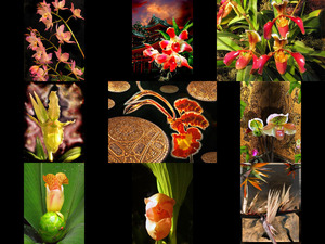 klicke hier, um die Datei herunterzuladen Exotische blumen