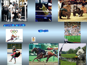 klicke hier, um die Datei herunterzuladen Animal Opympics