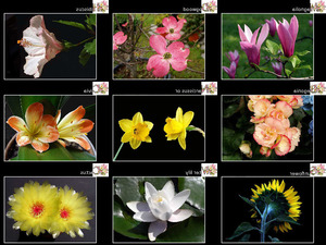 Flowers alphabet