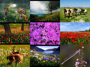 klicke hier, um die Datei herunterzuladen spring is here 3