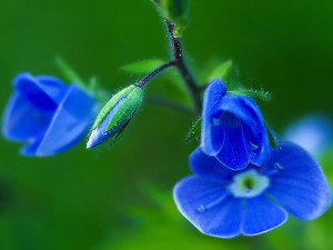 klicke hier, um die Datei herunterzuladen Le Bleu