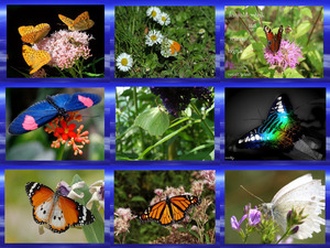 klicke hier, um die Datei herunterzuladen Schöne Schmetterlinge -Beautiful Butterflys