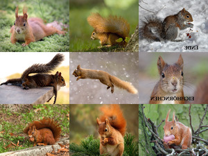 klicke hier, um die Datei herunterzuladen Eichhörnchen