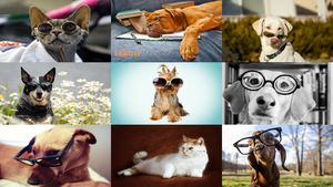 Tiere mit Brille