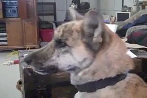 the conversation with the dog (Englisch)