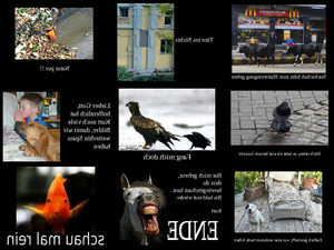 klicke hier, um die Datei herunterzuladen nur Bilder47