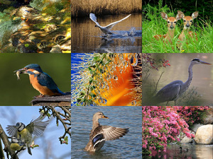 klicke hier, um die Datei herunterzuladen Sologne - Fauna und Flora