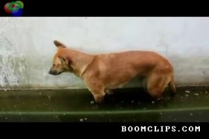 1a Wachhund