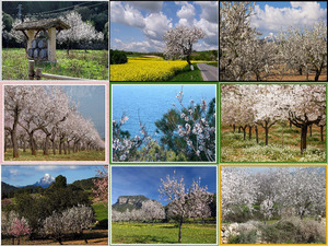 klicke hier, um die Datei herunterzuladen 2013 02 02 iw Mandelbluete auf Mallorca