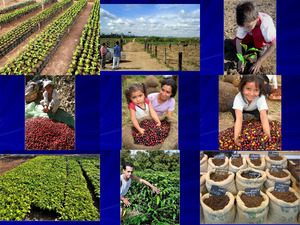 Coffee farm in Brazil gele