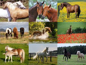 Pferde-Bilder