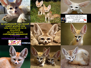 klicke hier, um die Datei herunterzuladen Fennek oder Wuestenfuchs al