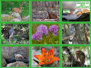 Dolomites Faune et Flora - Aldo 