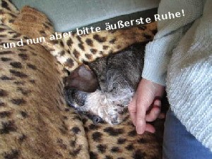 klicke hier, um die Datei herunterzuladen Ein Dackeltag
