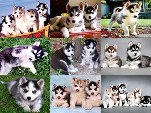 Niedliche Husky Babys