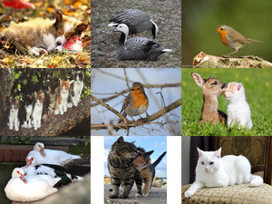 klicke hier, um die Datei herunterzuladen Tierfreunde 31