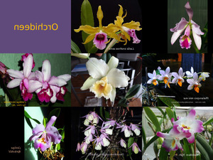 Orchideen 2014