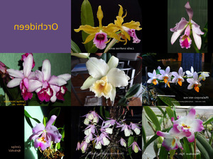 klicke hier, um die Datei herunterzuladen Orchideen 2014